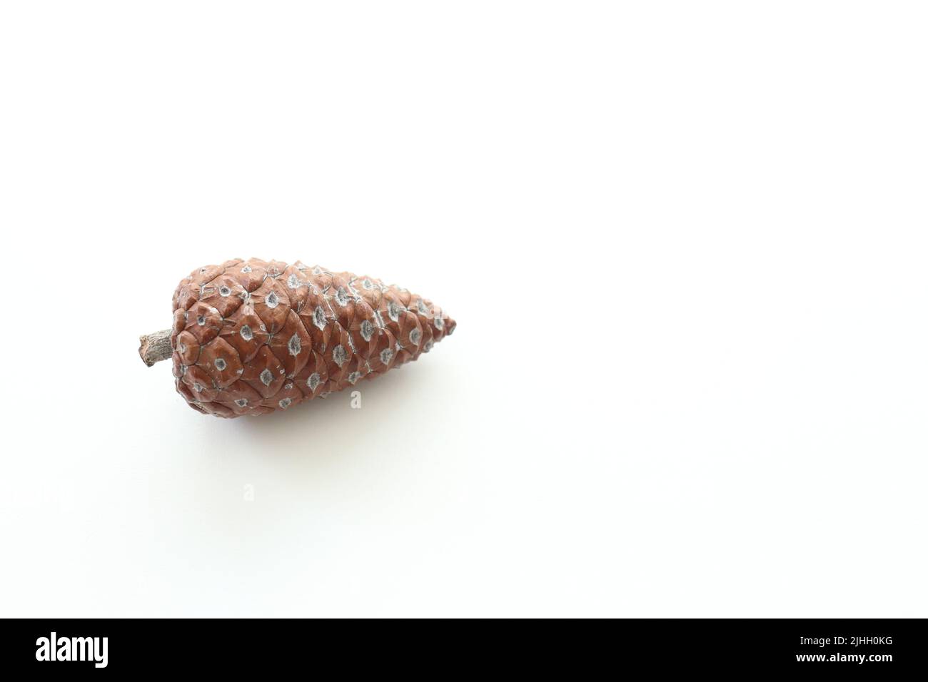Pine cone, pine cone is isolated on white background. Copy space, space for text. Top view photo. No people, nobody. Tree seed idea concept. Stock Photo