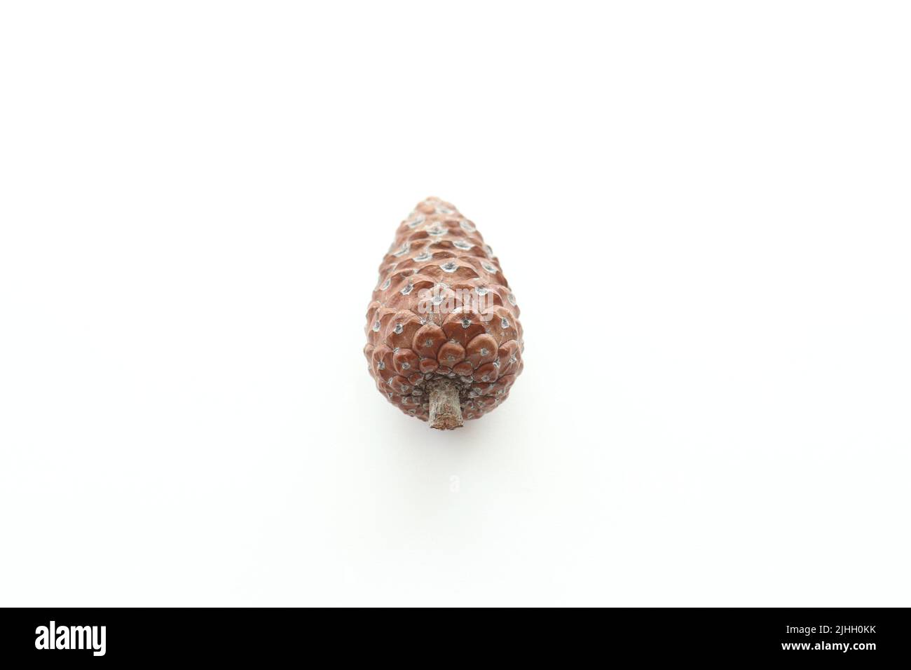 Pine cone in the middle , pine cone is isolated on white background. Copy space. Top view photo. No people, nobody. Tree seed idea concept. Stock Photo
