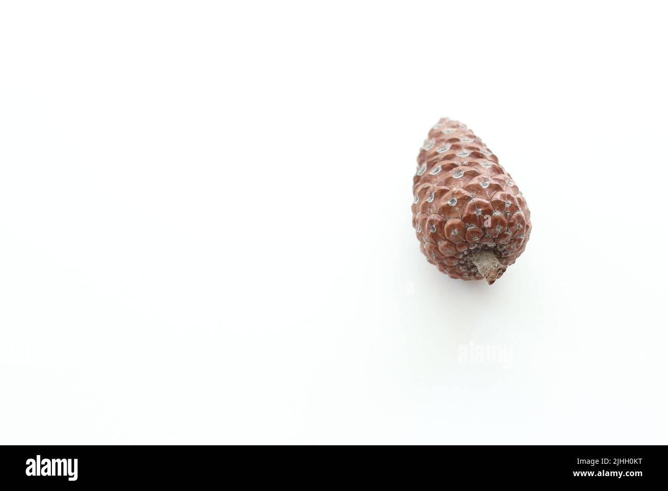 Conifer tree fruit idea concept, pine cone isolated on white background. Unpeeled pine cone. Top view, above. Copy space. Horizontal photo. Stock Photo