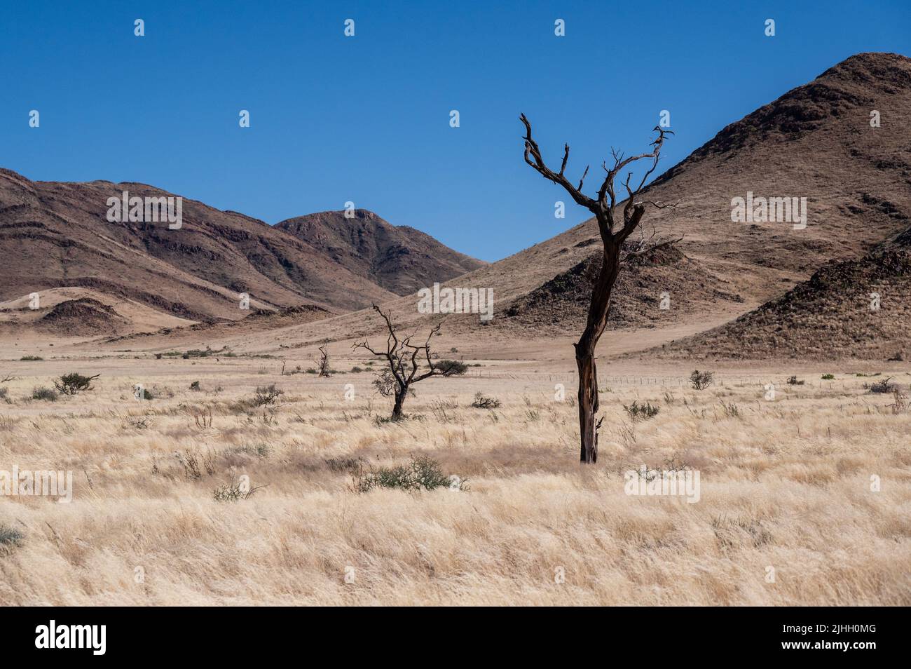 Dead trees and mountains in Namibia Africa Stock Photo
