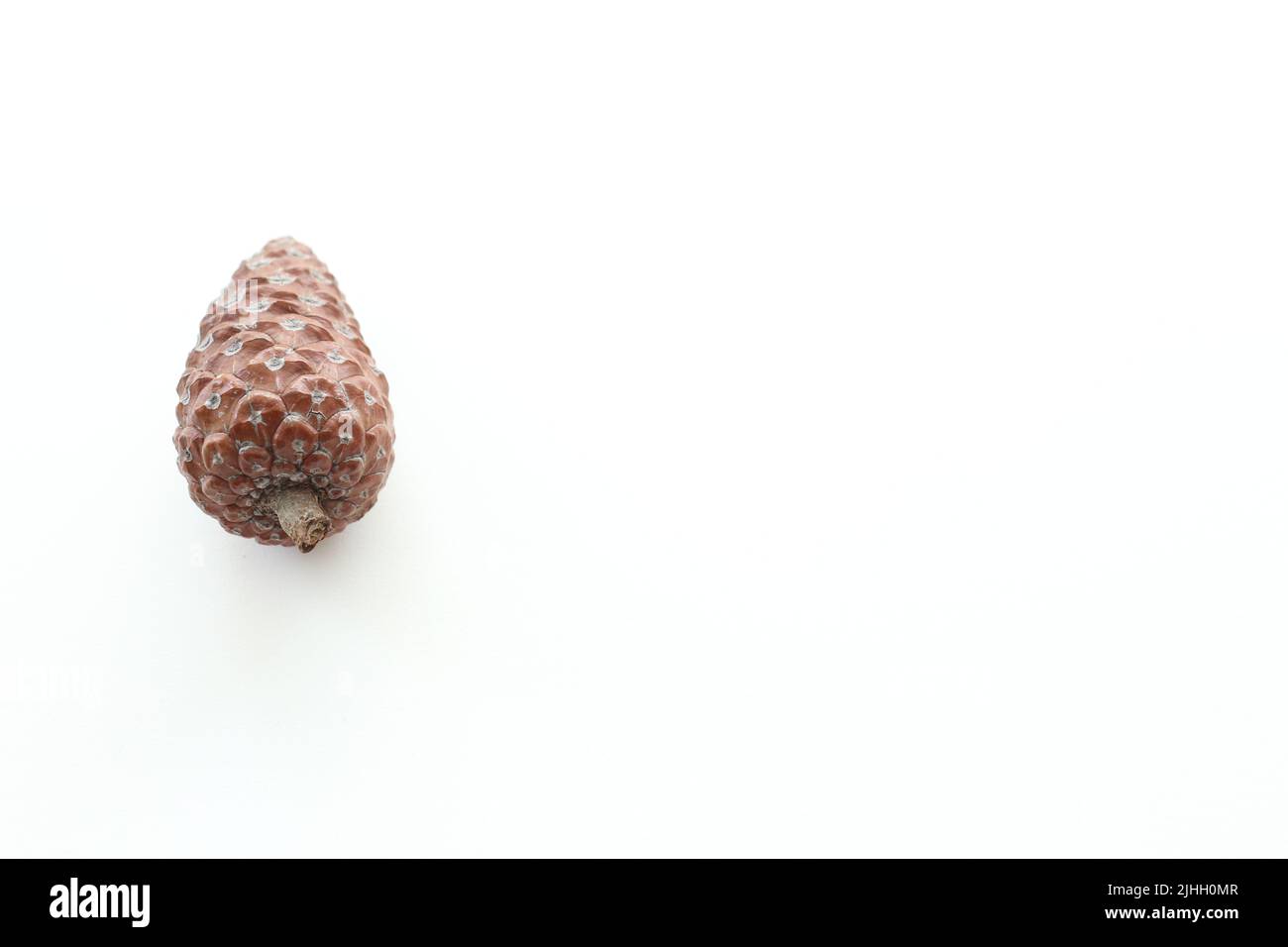 Conifer tree fruit idea concept, pine cone isolated on white background. Unpeeled pine cone. Top view, above. Copy space. Horizontal photo. Empty area Stock Photo