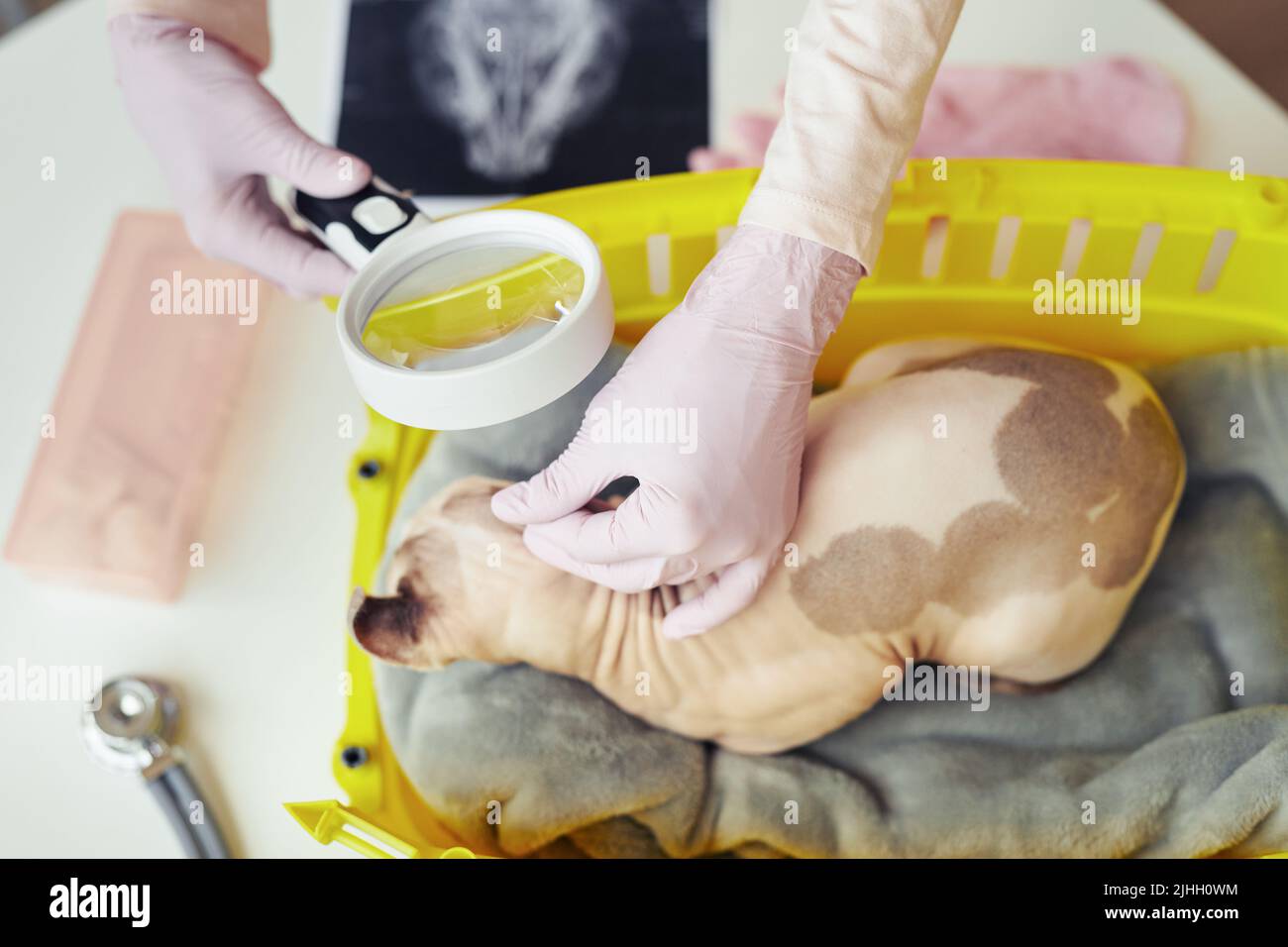 Close up of female veterinarian examining cat ear using magnifying ...