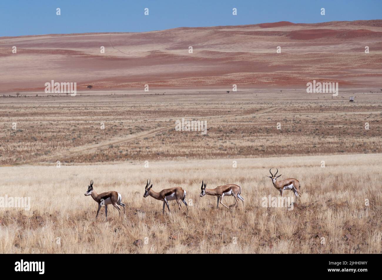 Springbok antelope (Antidorcas marsupialis) in natural habitat, Namibia Stock Photo