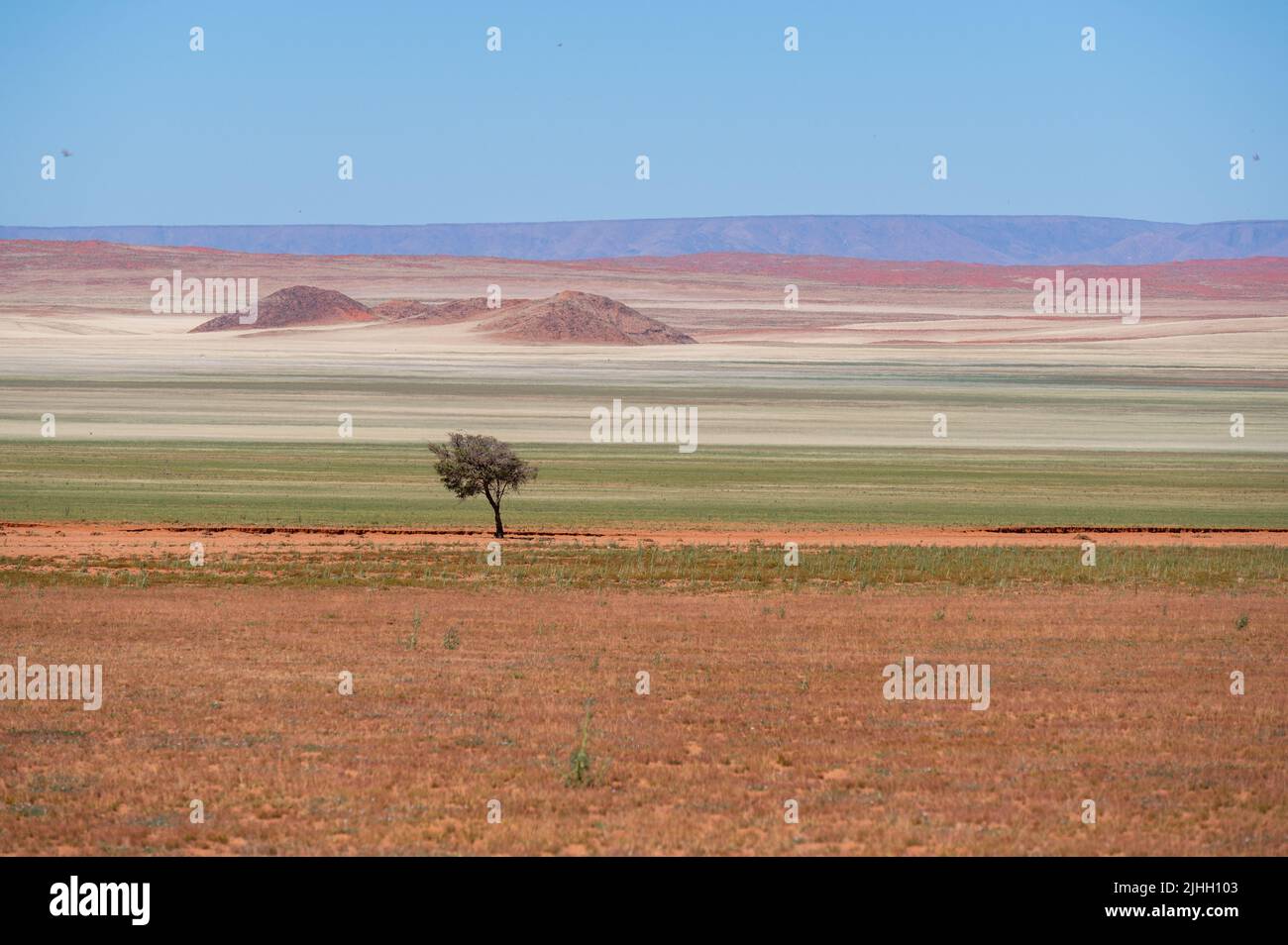 Sand dunes covered in scrub in Kalahari Desert, Namibia Stock Photo