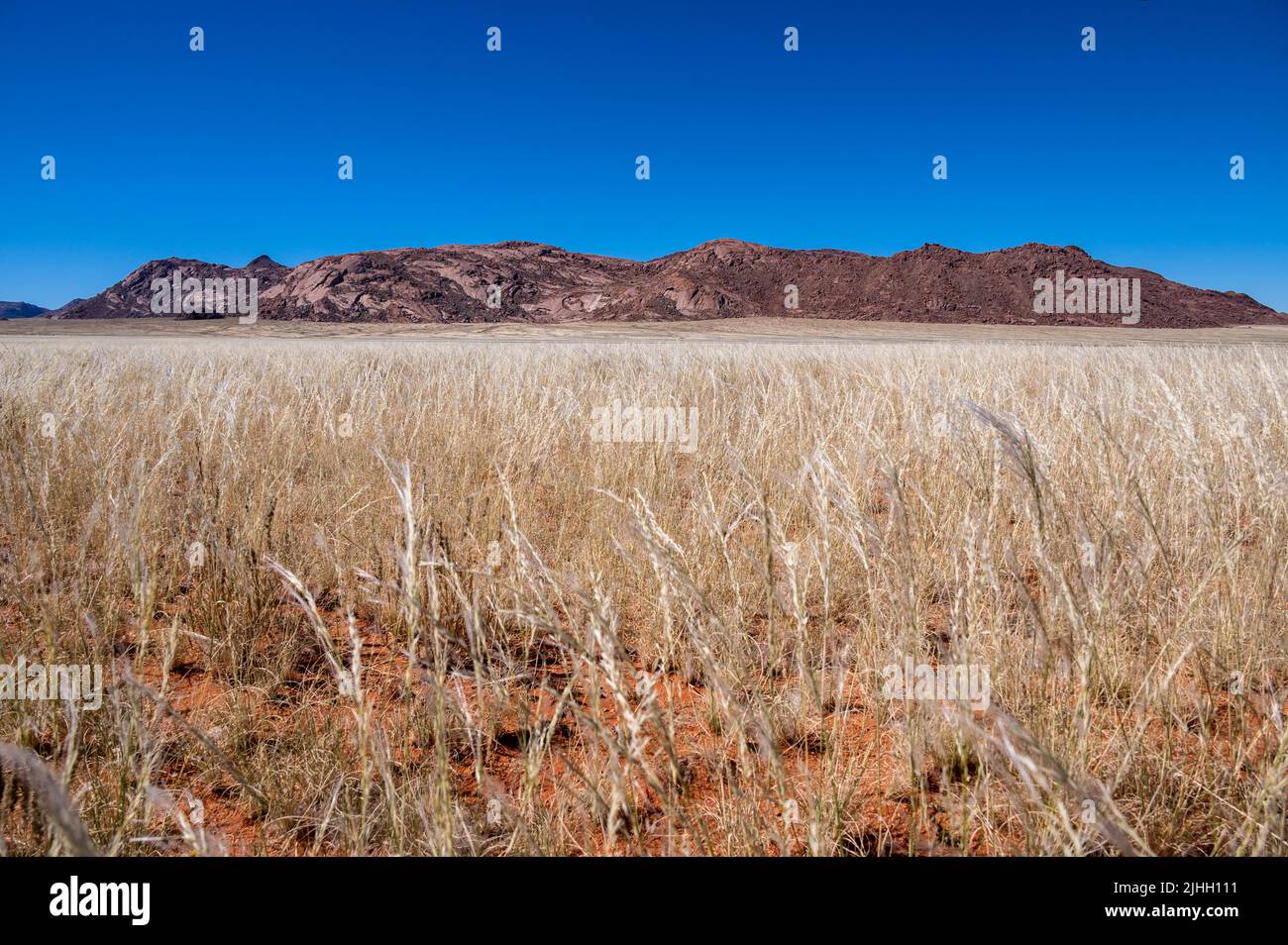 Sand dunes covered in scrub in Kalahari Desert, Namibia Stock Photo