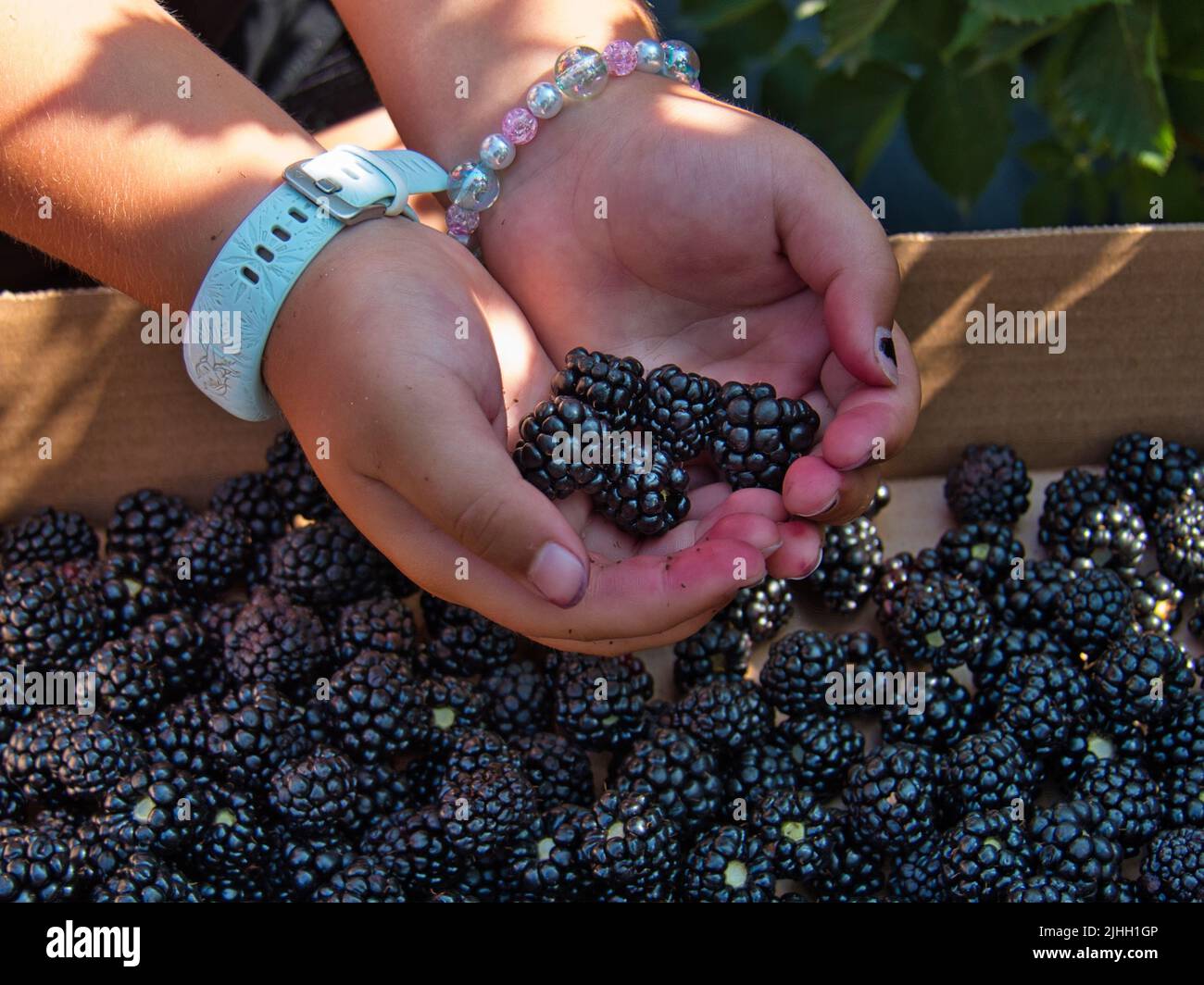 Girl holding handpicked blackberries. These organic Kansas berries make a wonderful healthy