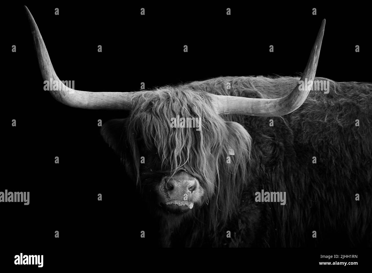 Scottish highland bull with long horns isolated on black background Stock Photo