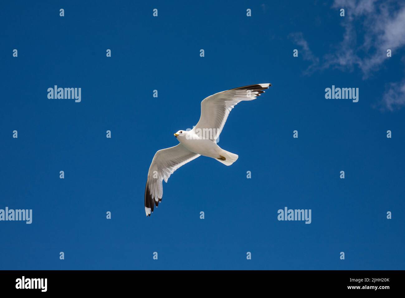 Low-angle view of common gull or Larus canus flying or gliding in the air Stock Photo
