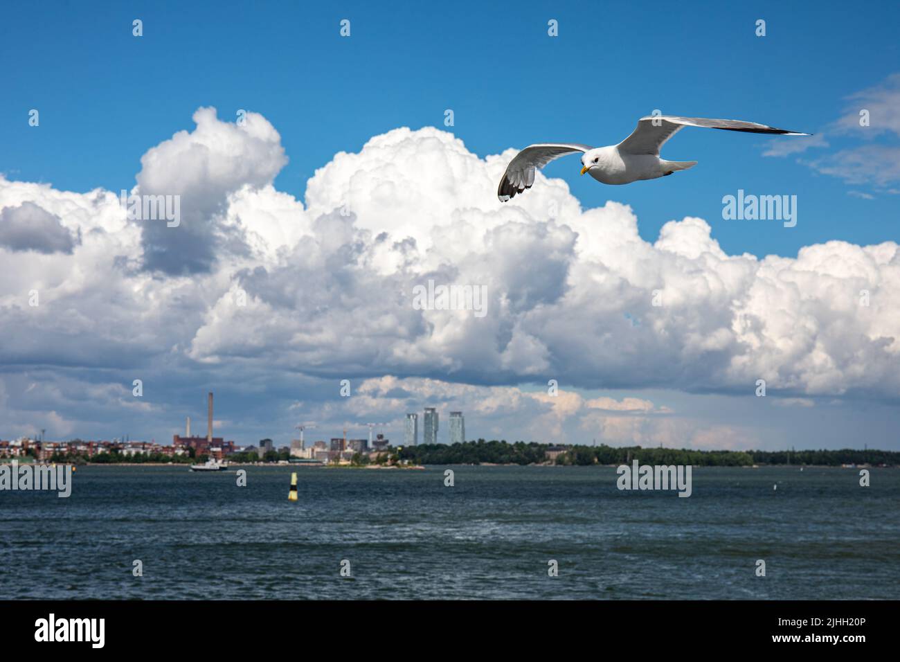 Common gull or Larus canus gliding in the air with Helsinki skyline in the background. Helsinki, Finland. Stock Photo