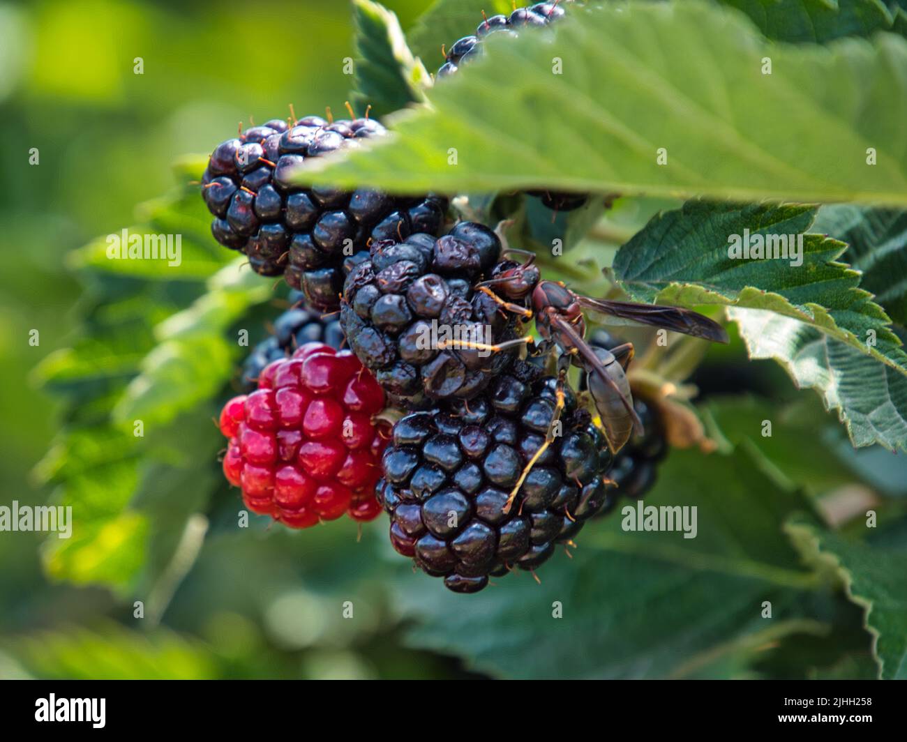 Wasp pollinating on mostly ripe organic blackberries. Some are still