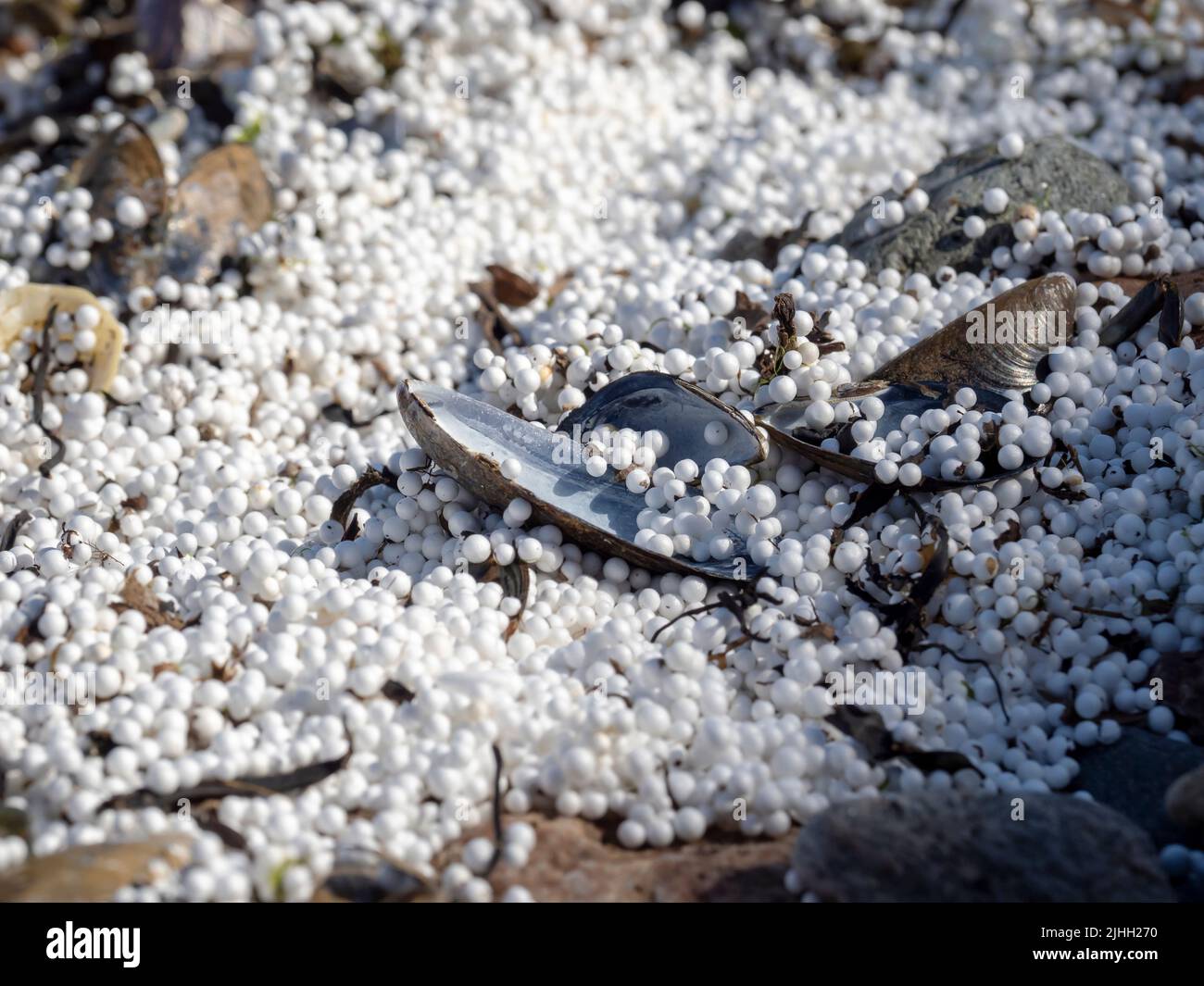 Polystyrene balls washed in on the tide on the shore of Ura Firth