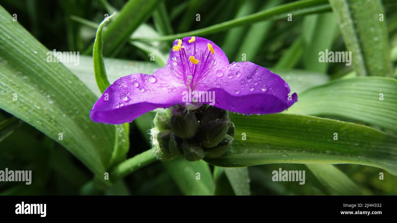 Flowers of Tradescantia virginiana closeup very delicate and beautiful