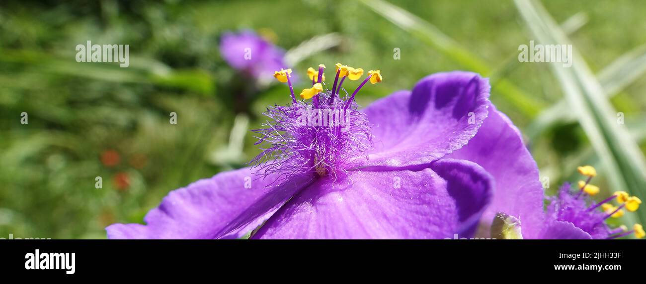 Flowers of Tradescantia virginiana close-up very delicate and beautiful Stock Photo