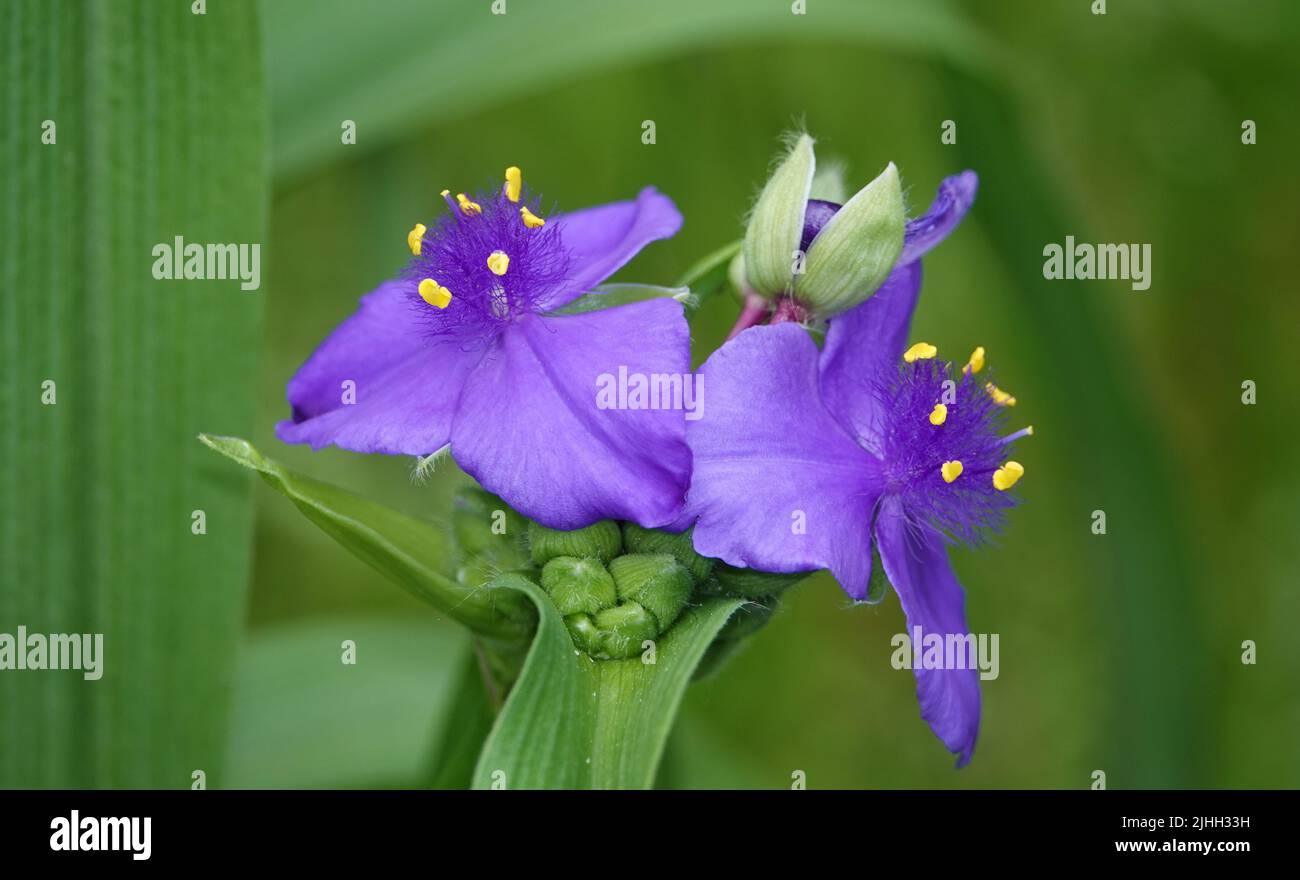 Flowers of Tradescantia virginiana close-up very delicate and beautiful Stock Photo