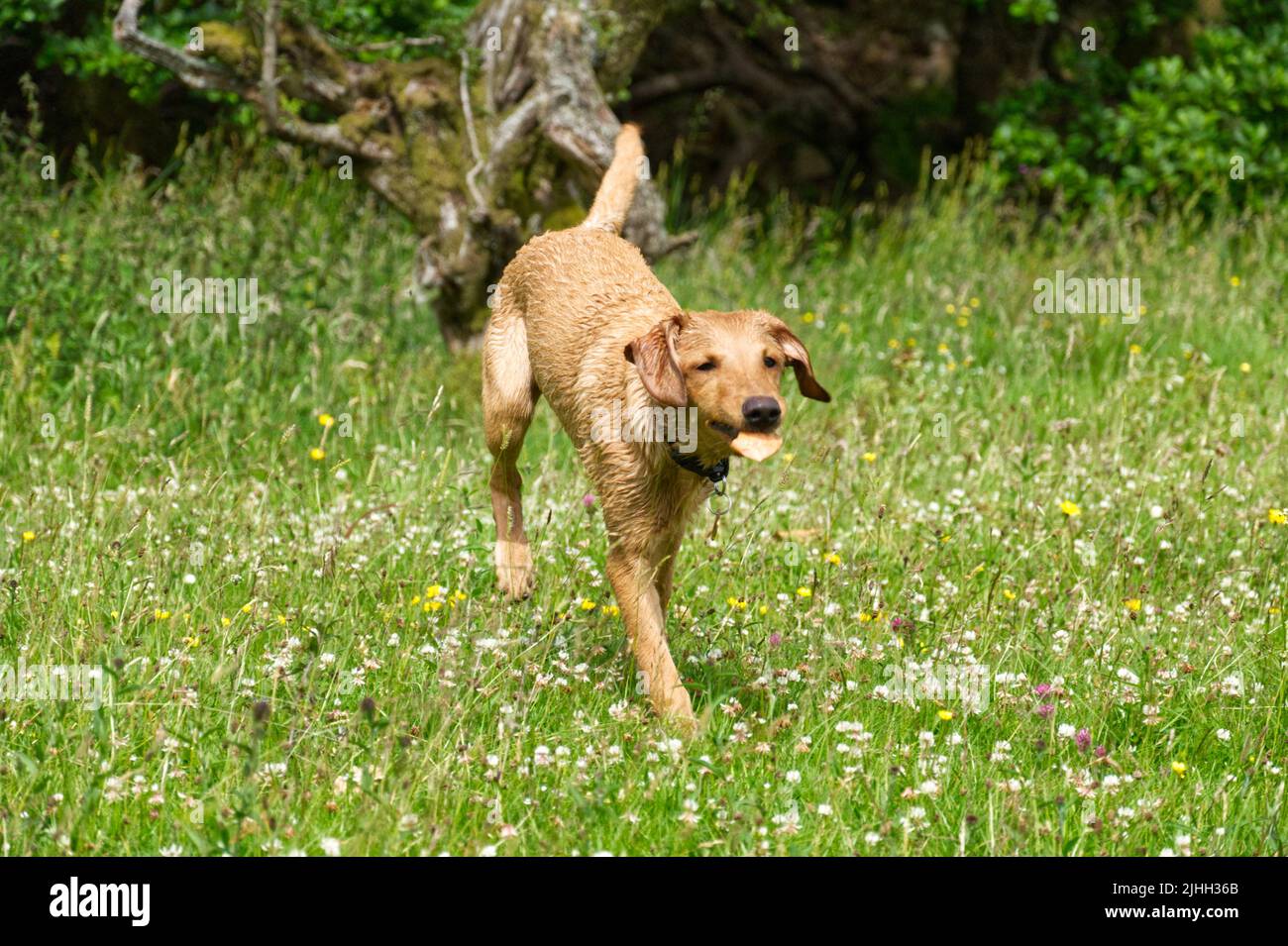 Red Fox Labrador 6 month old Puppy Stock Photo