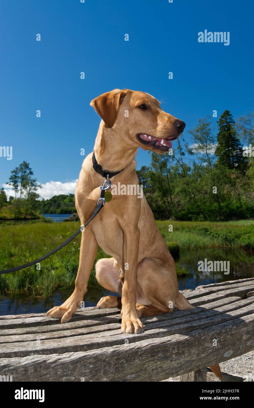 Red Fox Labrador 6 month old Puppy Stock Photo