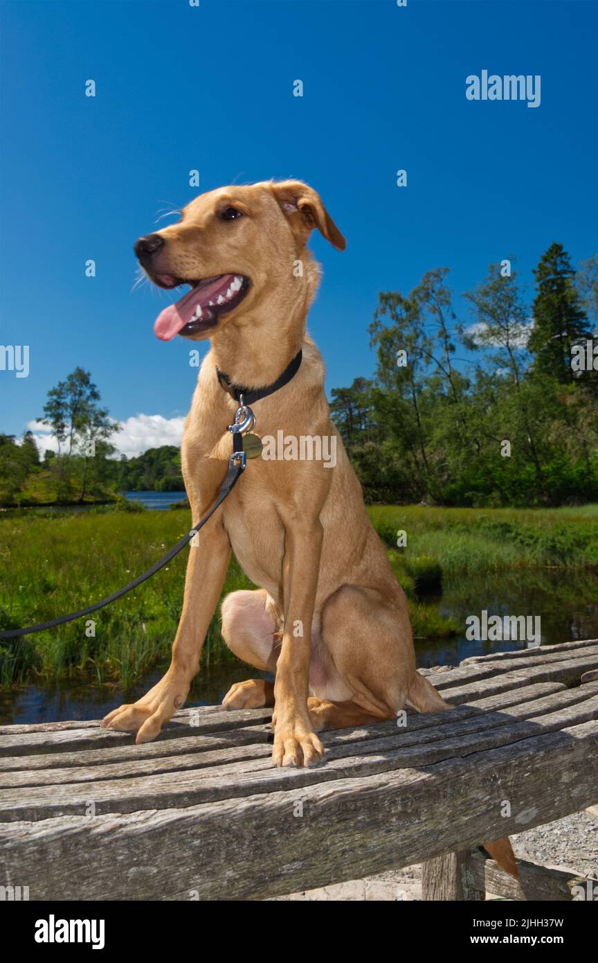 Red Fox Labrador 6 month old Puppy Stock Photo
