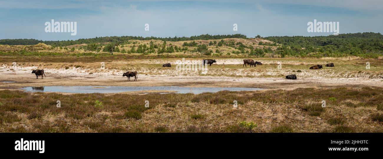 Panorama of sand dunes in dutch village of Schoorl with grazing cattle ...