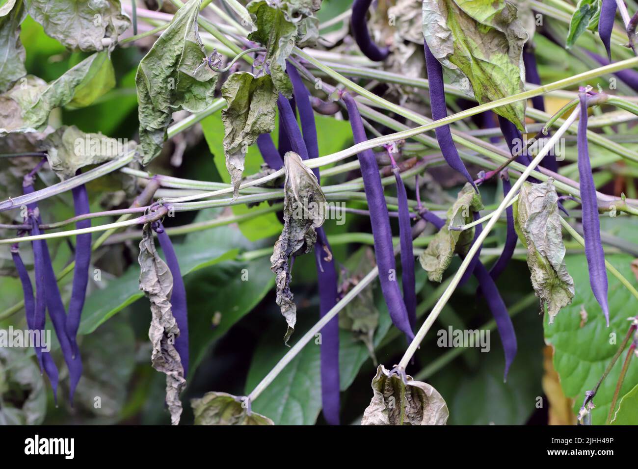 Dwarf beans or French Beans destroyed by a fungus of the genus Sclerotinia. On the stem visible white mold. The disease causes yield losses. Stock Photo