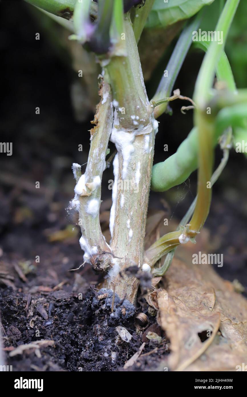 Dwarf beans or French Beans destroyed by a fungus of the genus Sclerotinia. On the stem visible white mold. The disease causes yield losses. Stock Photo