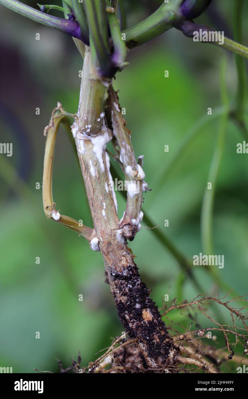 Dwarf beans or French Beans destroyed by a fungus of the genus Sclerotinia. On the stem visible white mold. The disease causes yield losses. Stock Photo
