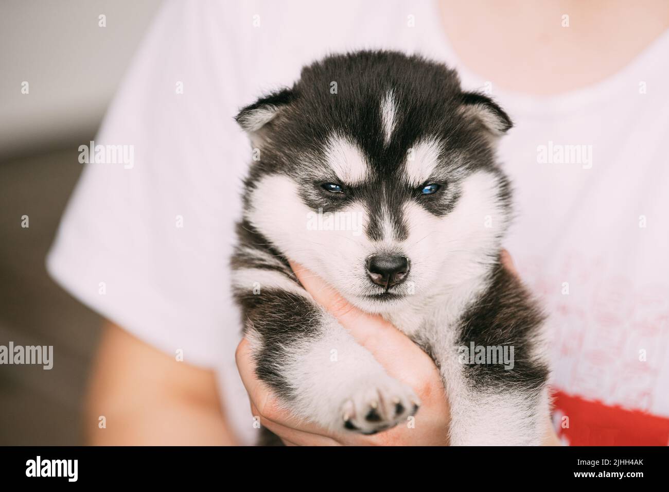 Four-week-old Husky Puppy Of White-gray-black Color Close Up Portrait Stock Photo
