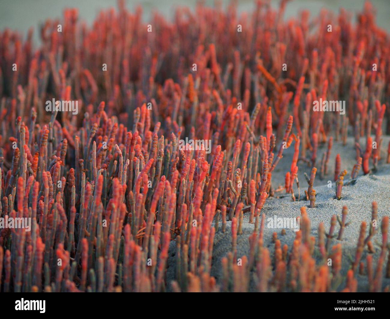 Red glasswort growing luxuriantly on Nelson estuarine foreshore, New Zealand. Stock Photo