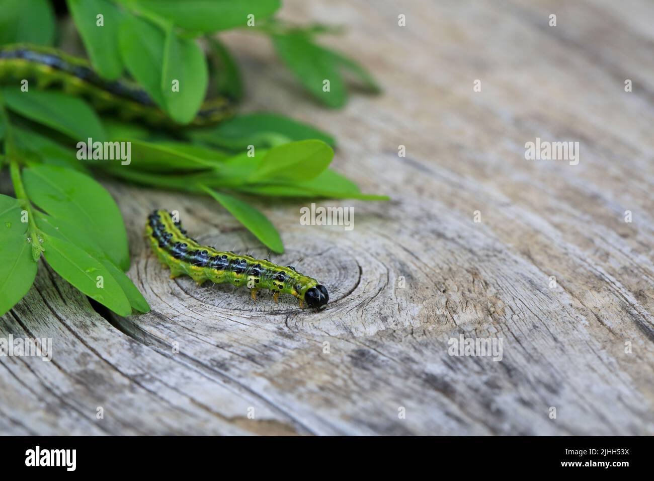 Caterpillar of the box tree moth (Cydalima perspectalis) eating leaves