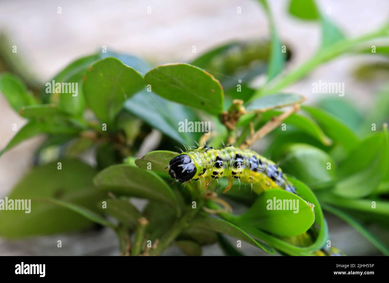 Caterpillar of the box tree moth (Cydalima perspectalis) eating leaves Stock Photo