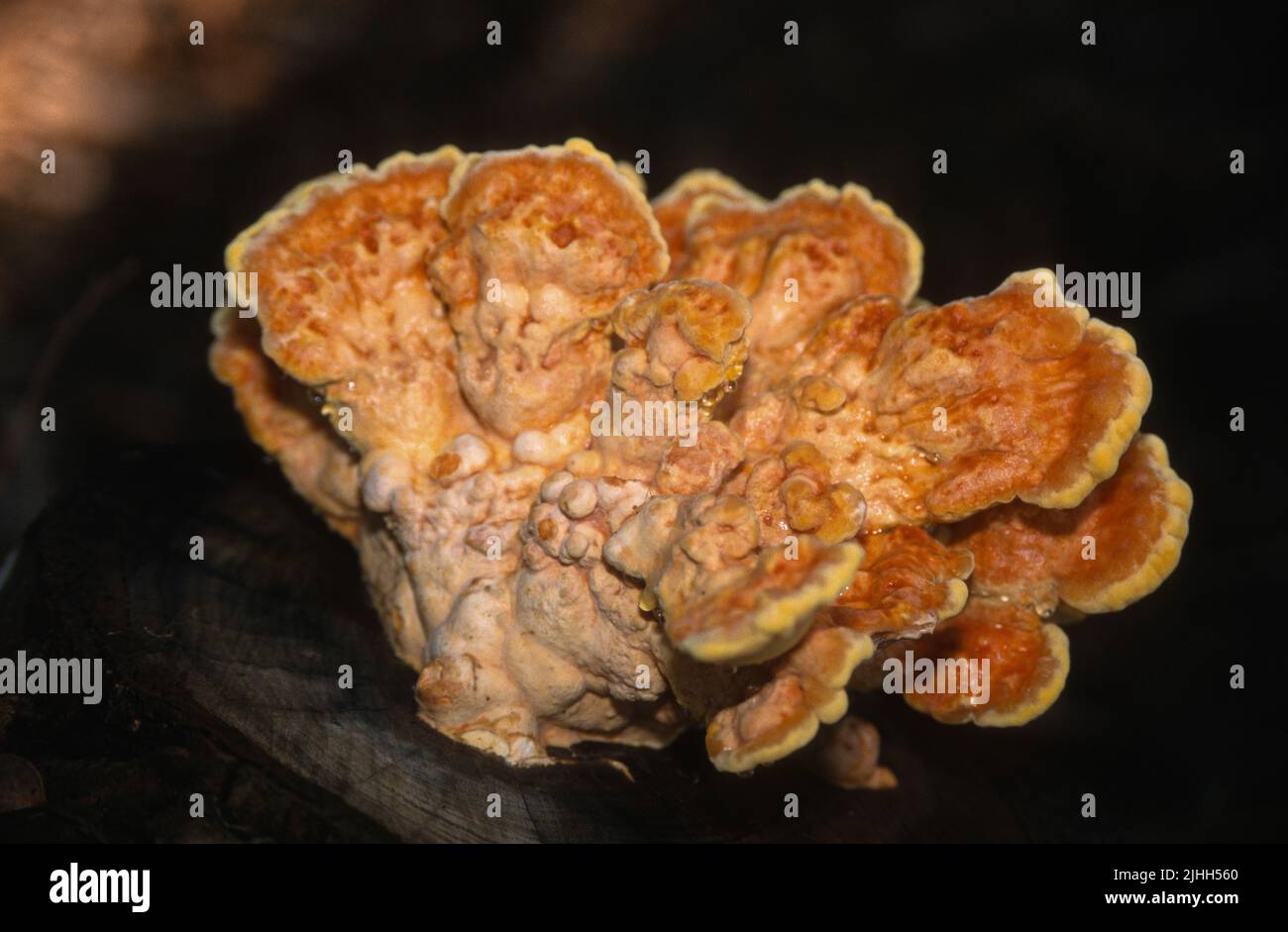 Fungus growing on a tree stump. A shot of a sulphur polypore seen on a hike, AKA Chicken of the woods or crab of the woods. Stock Photo