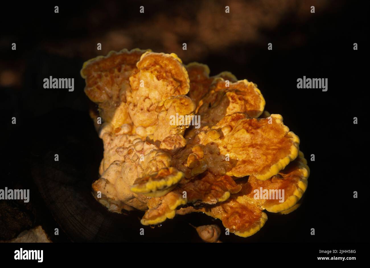 Fungus growing on a tree stump. A shot of a sulphur polypore seen on a hike, AKA Chicken of the woods or crab of the woods. Stock Photo
