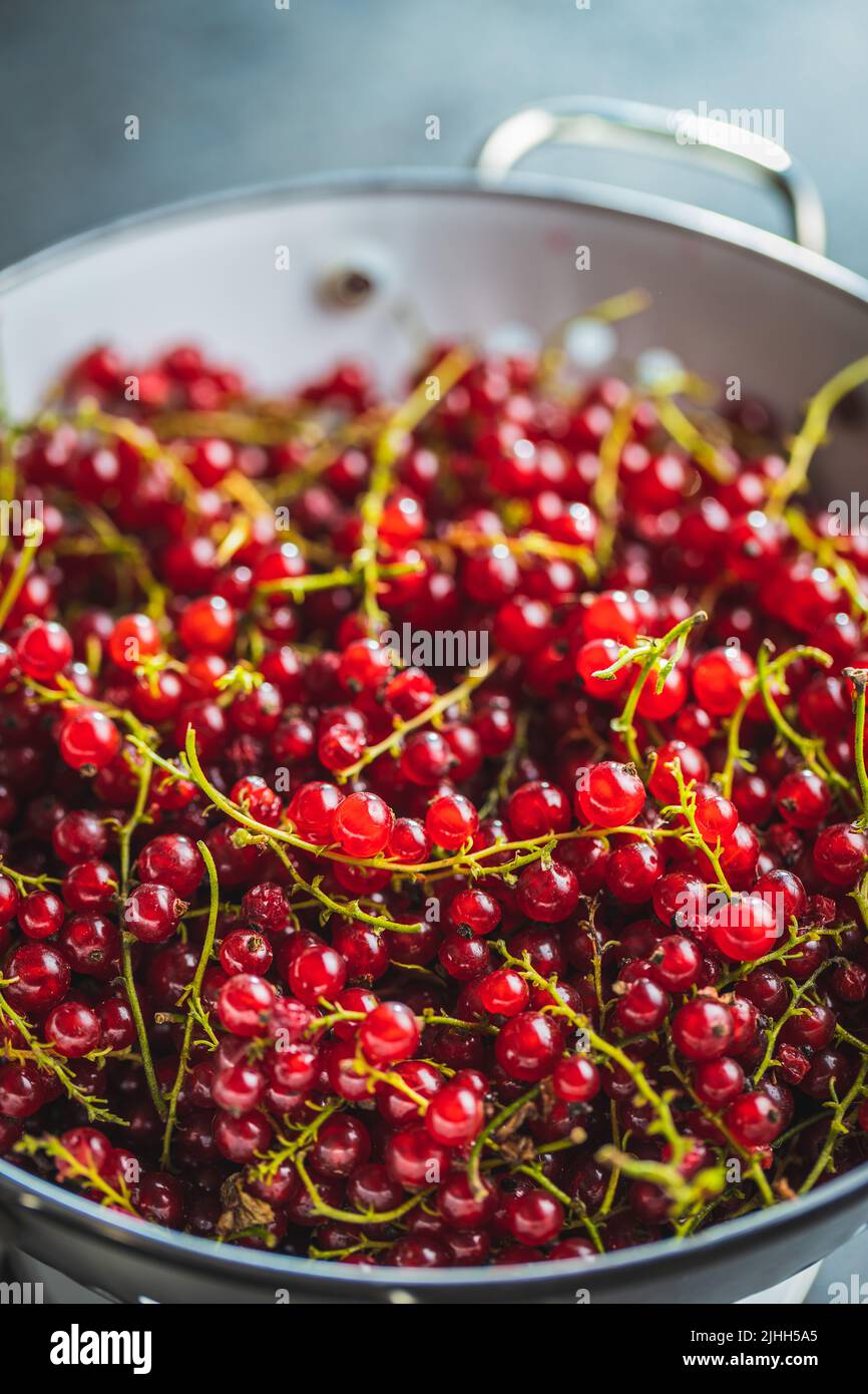 Ripe red currant in a colander. Stock Photo