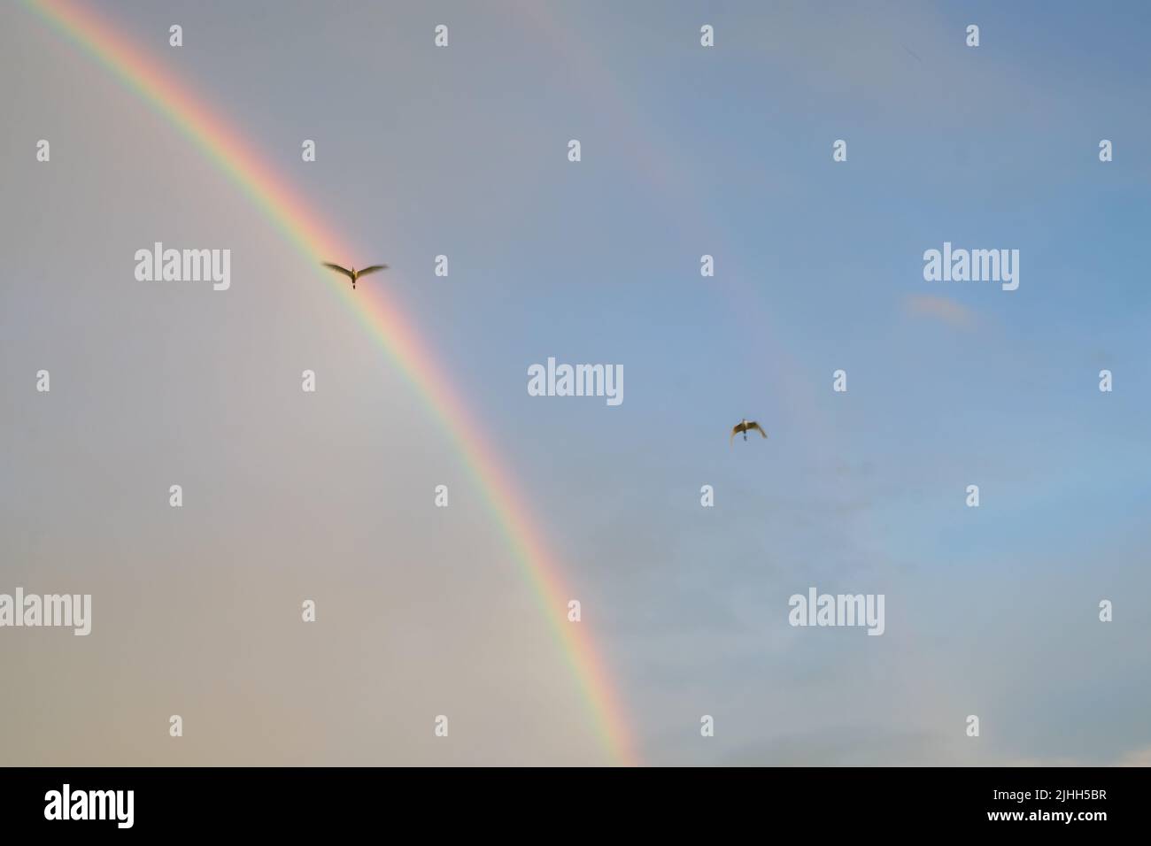 Two water birds flying in the sky with rainbows at background during ...