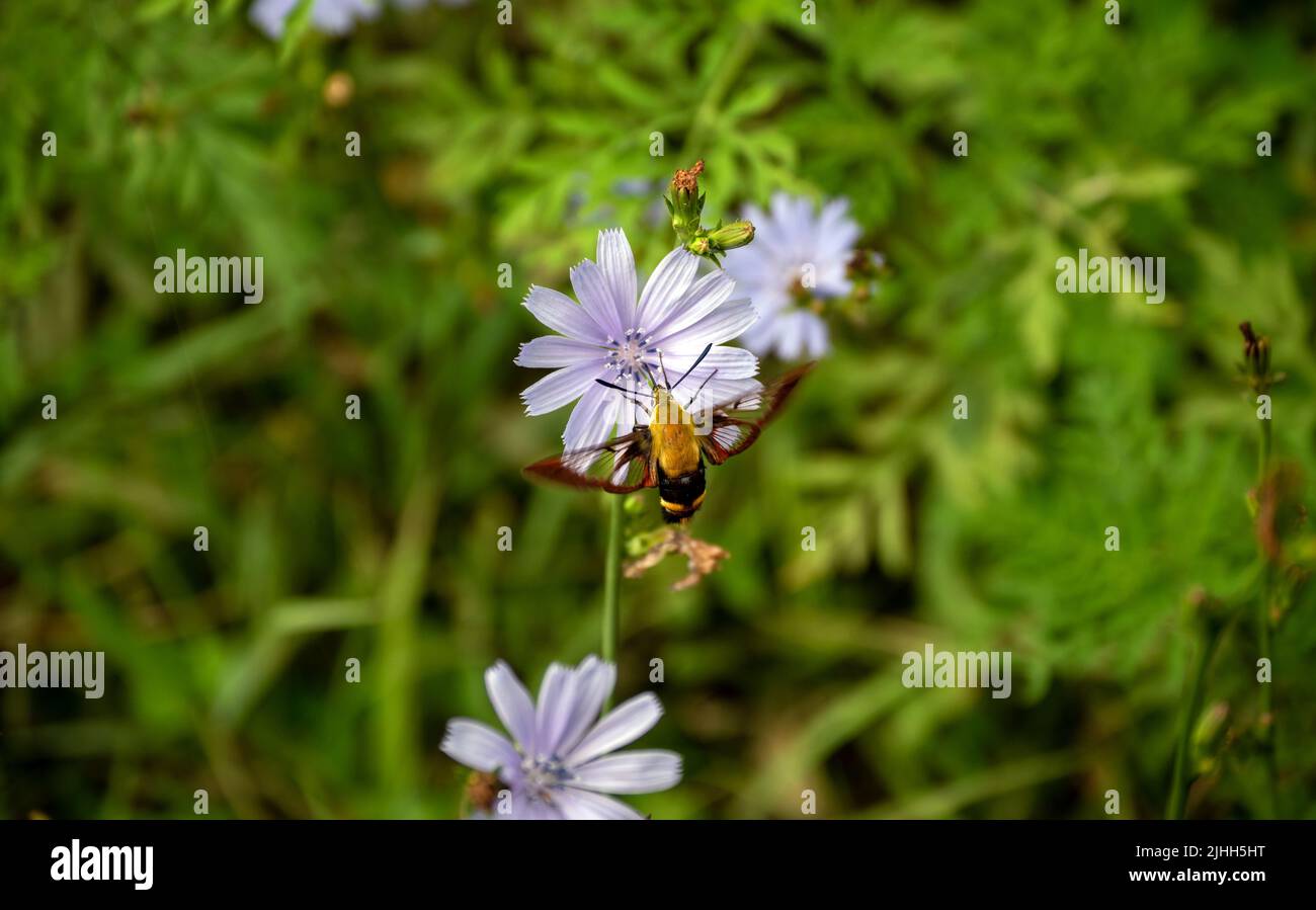 The wings on this snowberry clearwing moth move slightly as it enjoys some refreshing pollen from a pretty purple wildflower in Missouri. Bokeh. Stock Photo