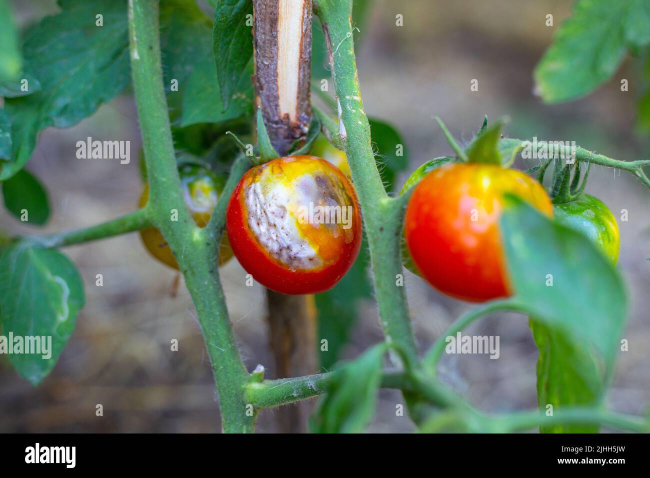 On the bush is a ripening tomato with spots, affected by late blight. Fungal diseases of tomato, prevention and care. Selective focus. Stock Photo