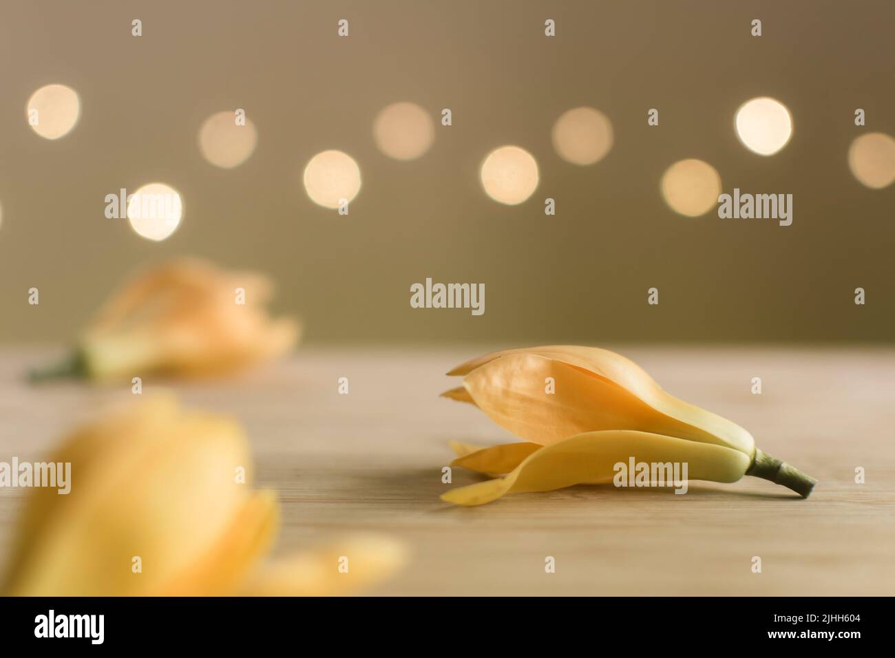 Son champa flowers also known as Champak or Golden champa on the wooden surface with bokeh at background. Stock Photo