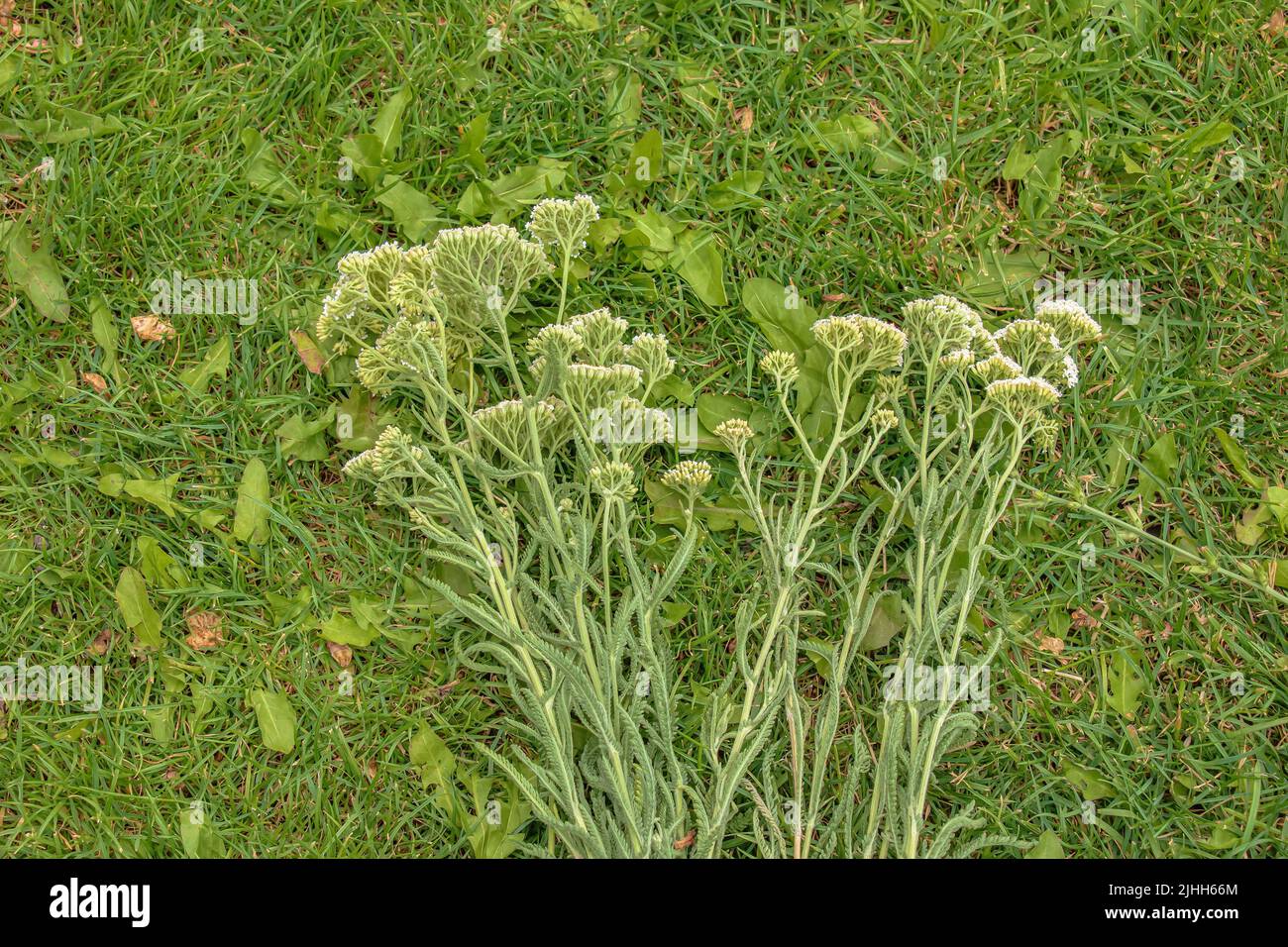 Achillea millefolium, commonly known as common yarrow, is a flowering ...