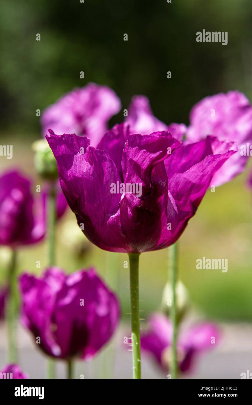 Beautiful purple flower of the Hungarian Blue Breadseed Poppy, used as both a culinary flower for its seed and an ornamental garden flower. Stock Photo