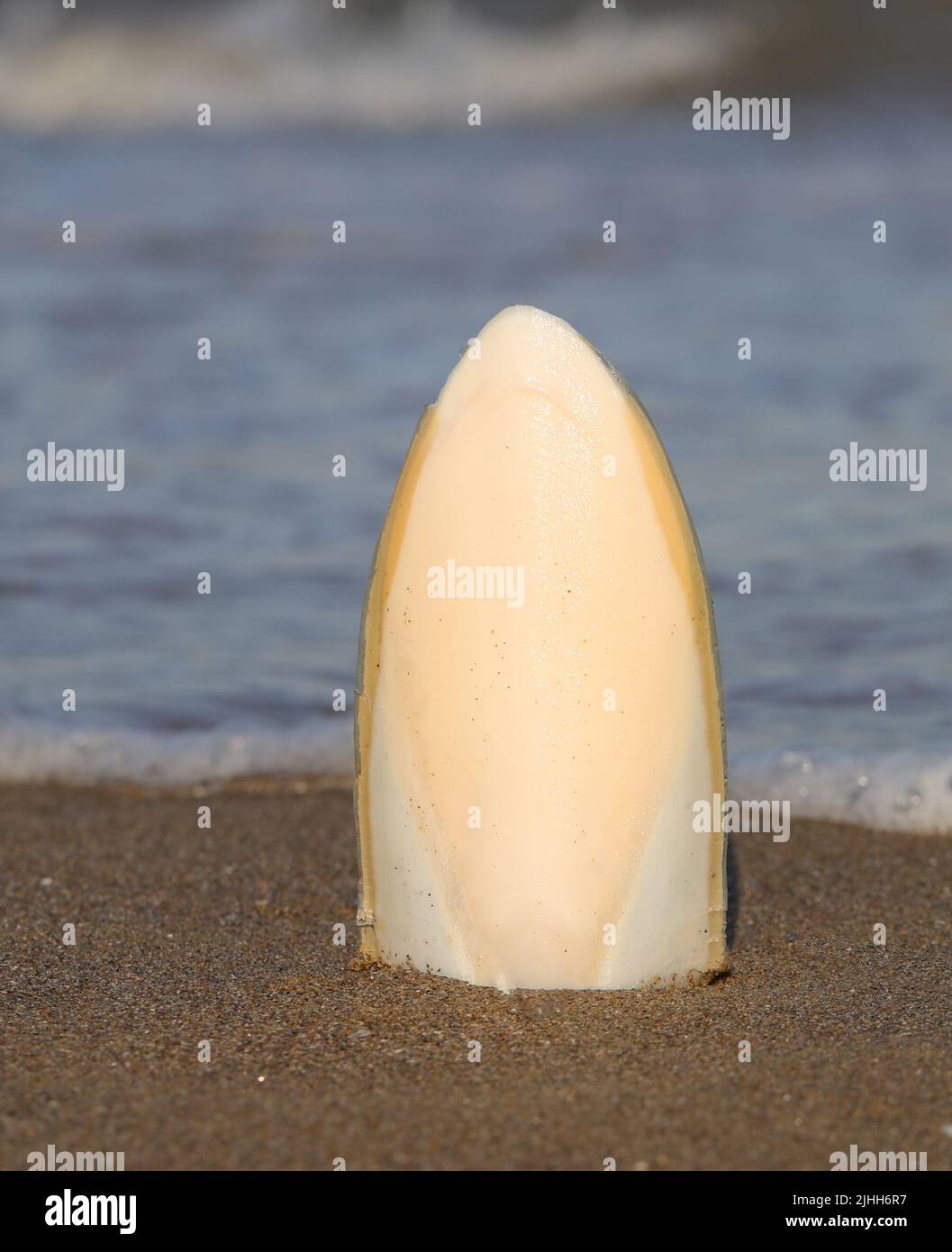 white cuttlefish bone on the sand by the sea in summer Stock Photo