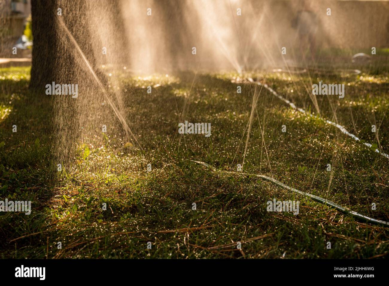Sprinkler spraying water on grass. Pipes watering plants in hot summer