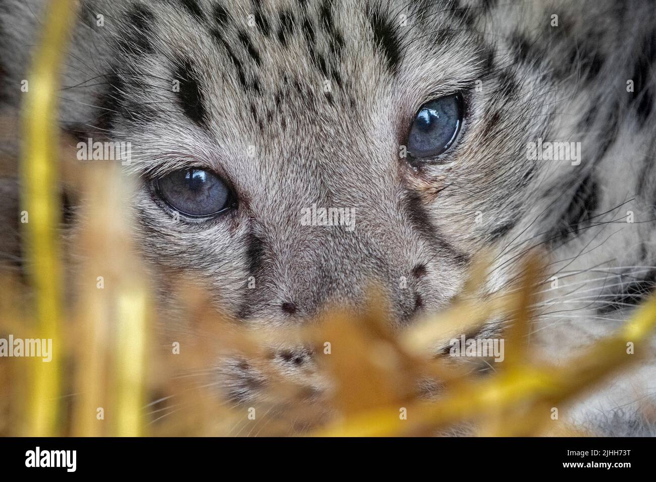 Snow leopard cub looking towards camera (close-up) Stock Photo