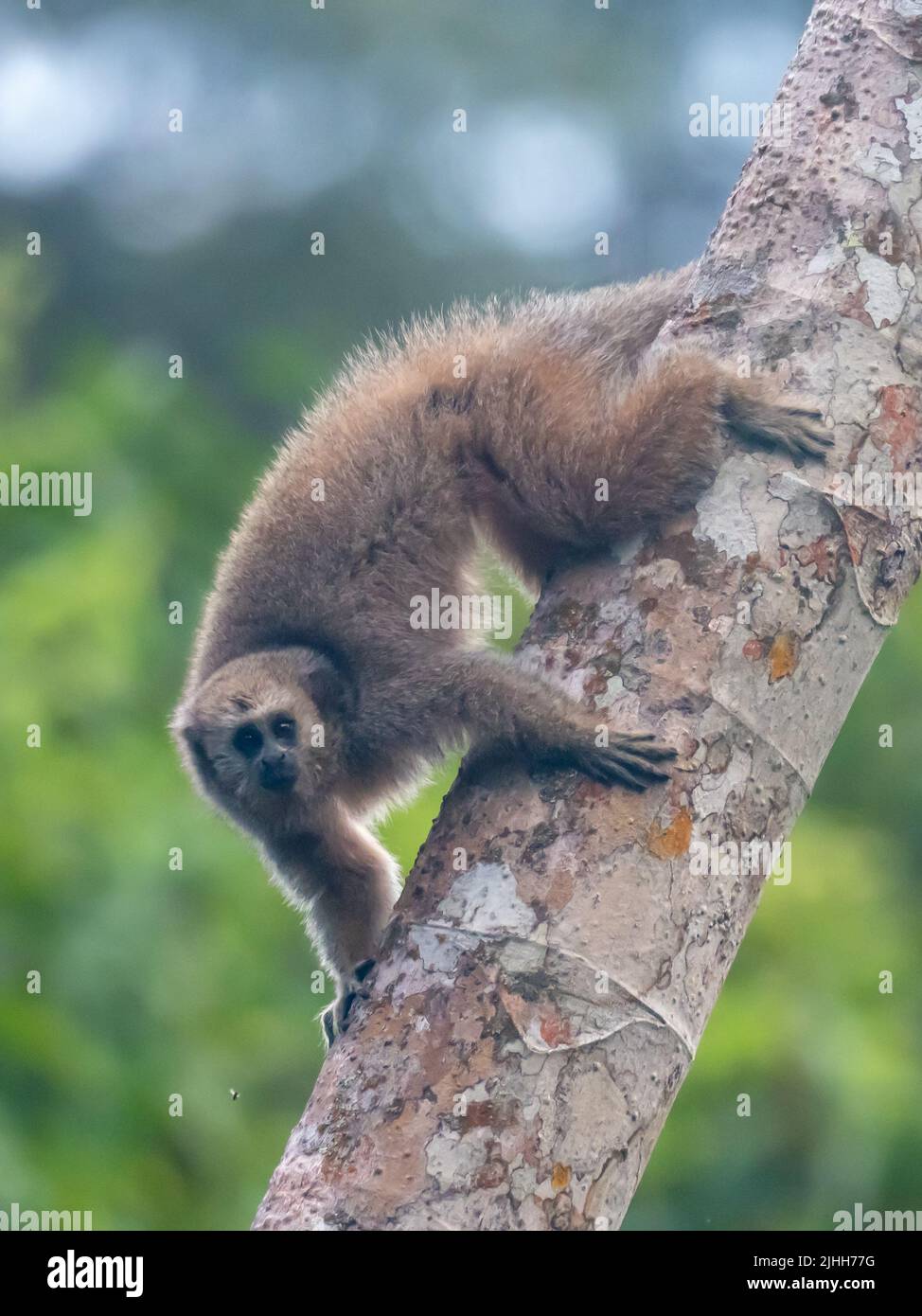 Rio Mayo Titi monkey, Plecturocebus oenanthe, a critically endangered primate endemic to the upper mayo river of Northeast Peru Stock Photo