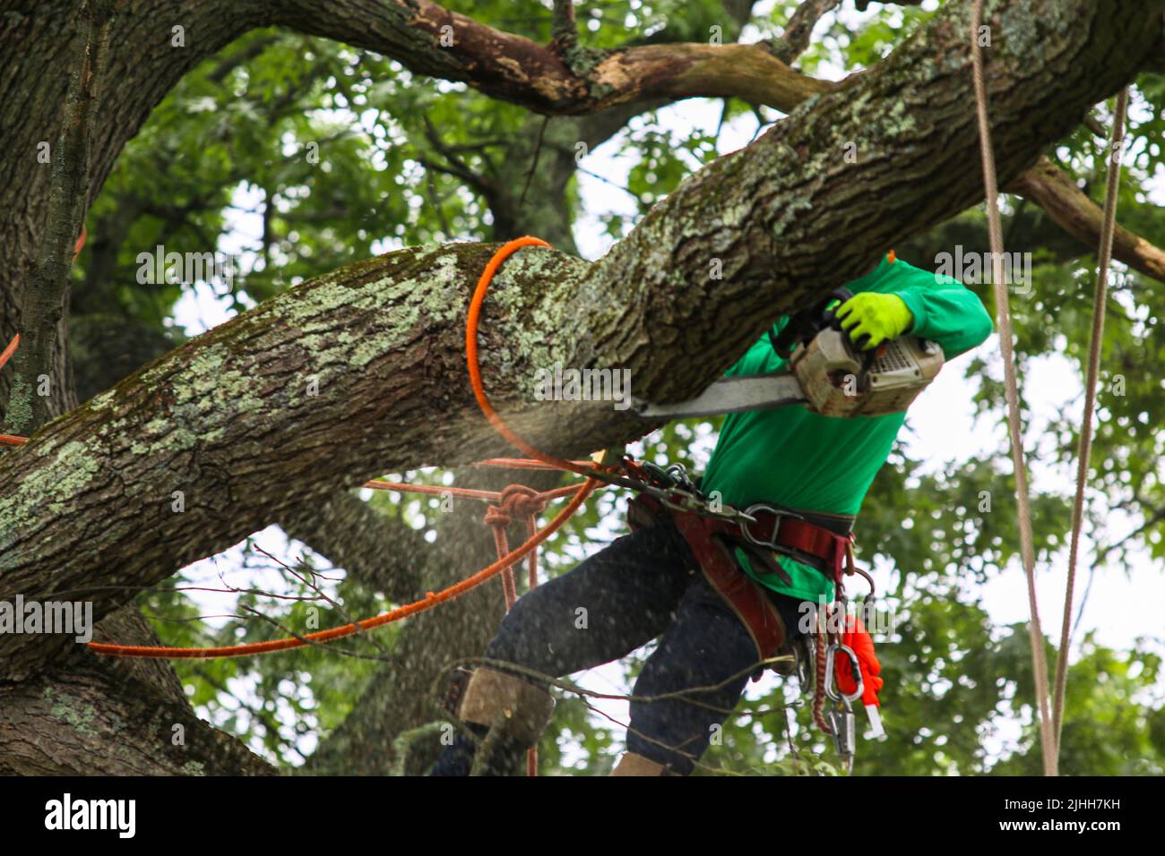 Rope tied tree hi-res stock photography and images - Page 7 - Alamy