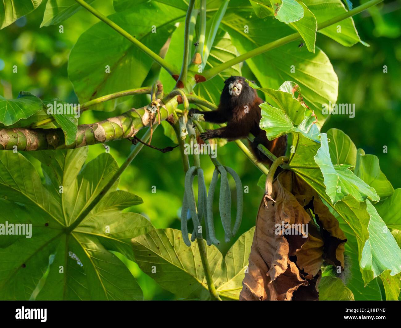 Saddle-back tamarin monkey, Leontocebus fuscus, eating Cercropia seeds in the Amazon of Peru Stock Photo