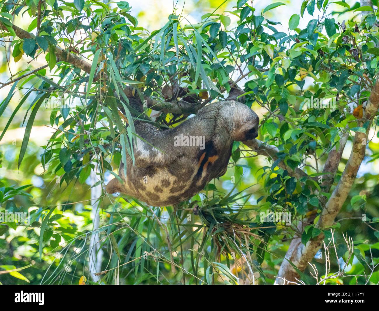 Brown-throated Three-toed sloth, Bradypus variegatus, hanging in a tree along the Amazon river of Peru Stock Photo