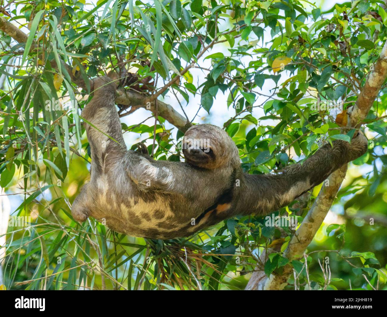 Brown-throated Three-toed sloth, Bradypus variegatus, hanging in a tree along the Amazon river of Peru Stock Photo