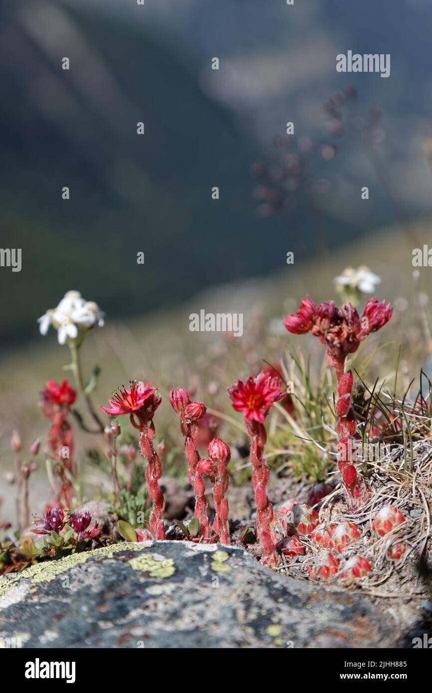 Sempervivum arachnoideum, the cobweb house-leek, a flowering plant in the family Crassulaceae, native to European mountains, in the Alps Stock Photo