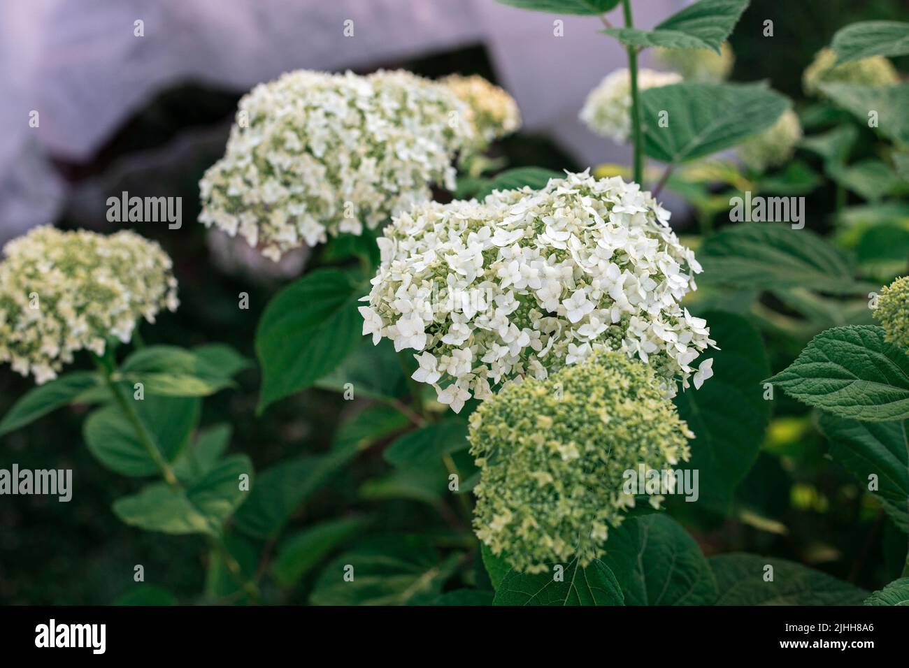 White hydrangea and green leaves. Lush flowers Stock Photo - Alamy