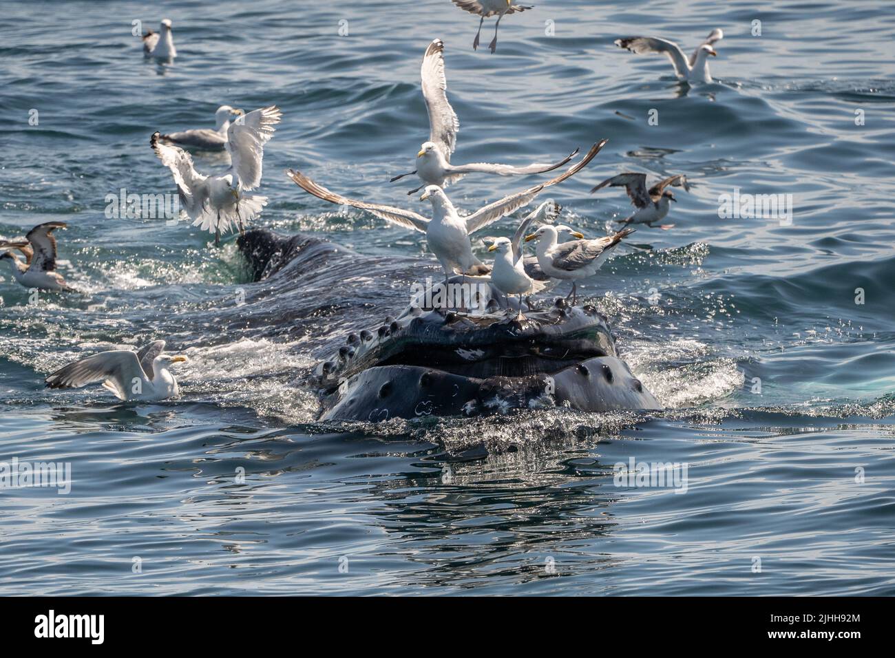 Humpback whales (Megaptera novaeangliae) bubble-net feeds near whale watching boat off the coast of Cape Cod Stock Photo