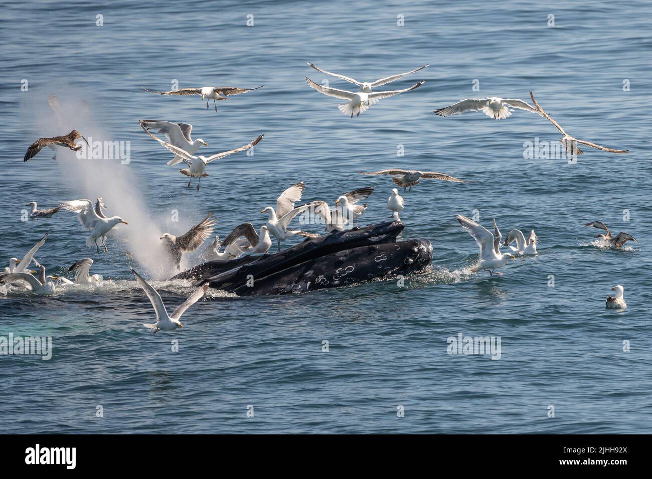 Humpback whales (Megaptera novaeangliae) bubble-net feeds near whale watching boat off the coast of Cape Cod Stock Photo